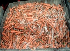 как хранить морковь зимой